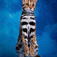 Zeus participe au concours pour gagner de l'argent avec cette photo : cat, wildcat, animal, feline, fur, patterned_fur, sitting, alert, portrait, blue_background, whiskers, ears, tail, closeup, studio_shot, eyes, mammal, cute, pet, nature