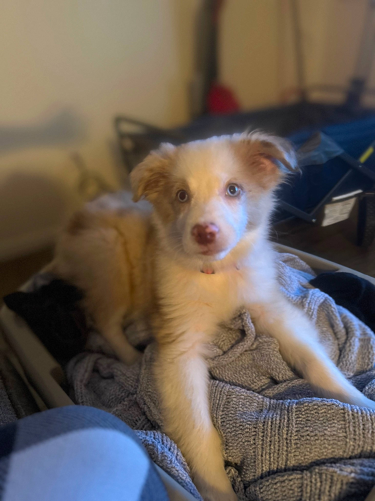 Cappuccino is registered to the contest to win money with this photo: canidae, carnivore, comfort, companion_dog, dog, dog_breed, fawn, felidae, fur, paw, puppy, small_to_medium_sized_cats, snout, sporting_group, tail, terrestrial_animal, toy_dog, whiskers, working_animal