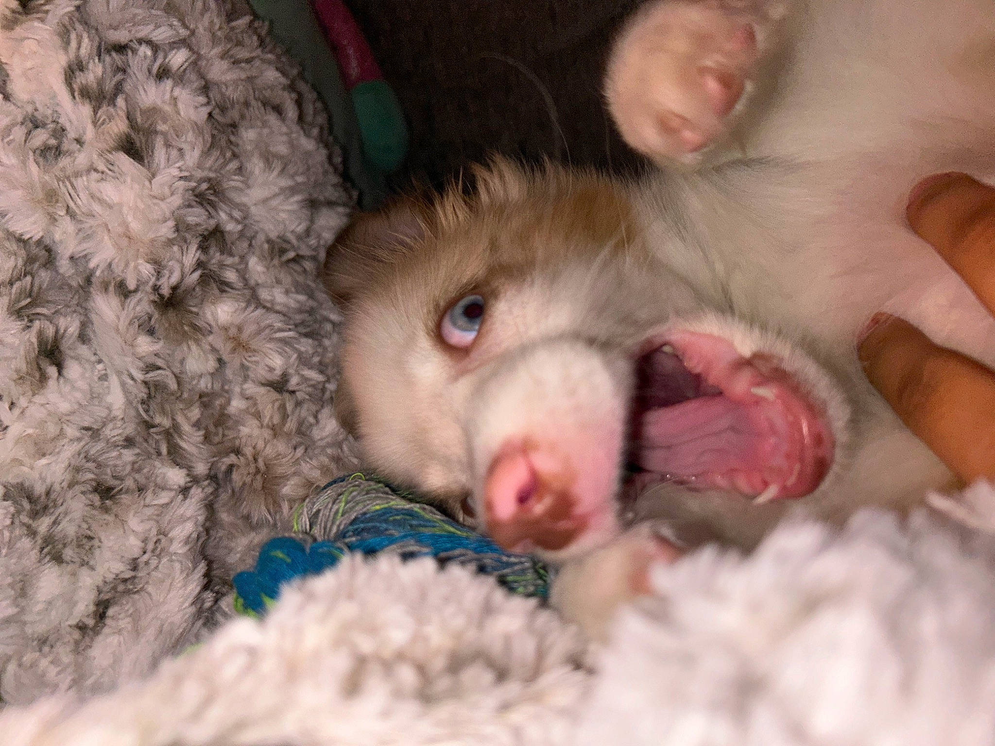 Cappuccino is registered to the contest to win money with this photo: canidae, carnivore, comfort, companion_dog, dog_breed, fawn, felidae, foot, fur, natural_material, paw, small_to_medium_sized_cats, snout, sporting_group, terrestrial_animal, whiskers