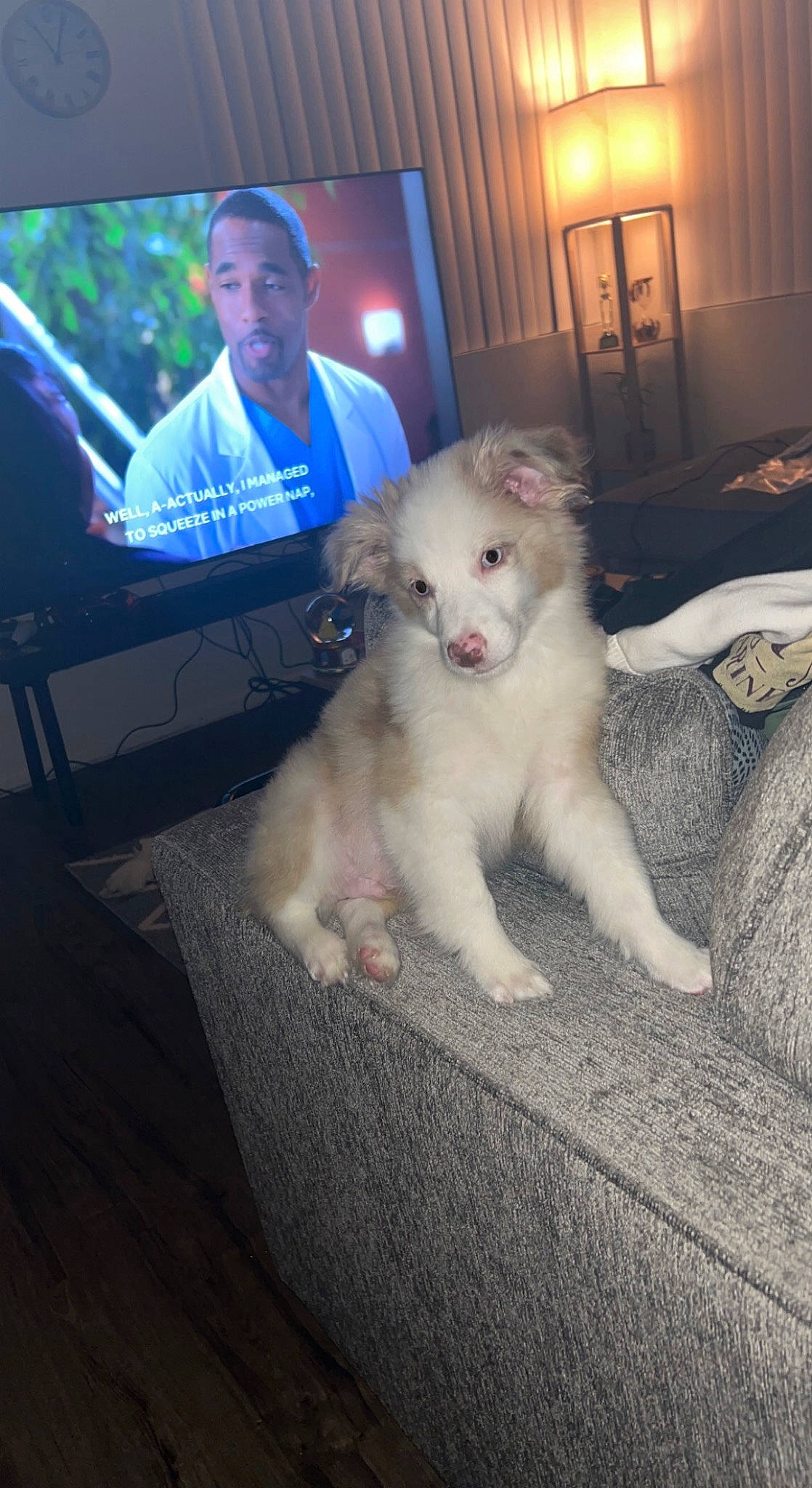 Cappuccino is registered to the contest to win money with this photo: canidae, carnivore, chair, companion_dog, curtain, dog, dog_breed, event, fawn, felidae, flooring, fur, non_sporting_group, paw, small_to_medium_sized_cats, sporting_group, t_shirt, tail, whiskers, working_animal