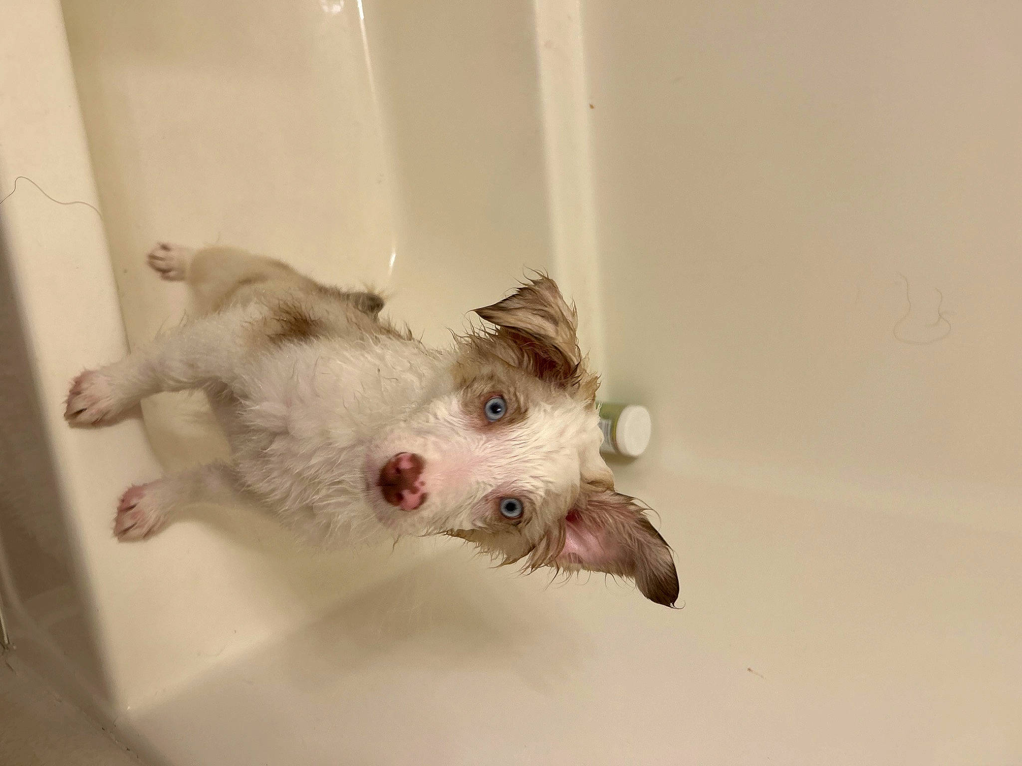 Cappuccino is registered to the contest to win money with this photo: canidae, carnivore, companion_dog, dog, dog_breed, fawn, felidae, fur, non_sporting_group, paw, small_terrier, snout, sporting_group, tail, terrestrial_animal, terrier, whiskers