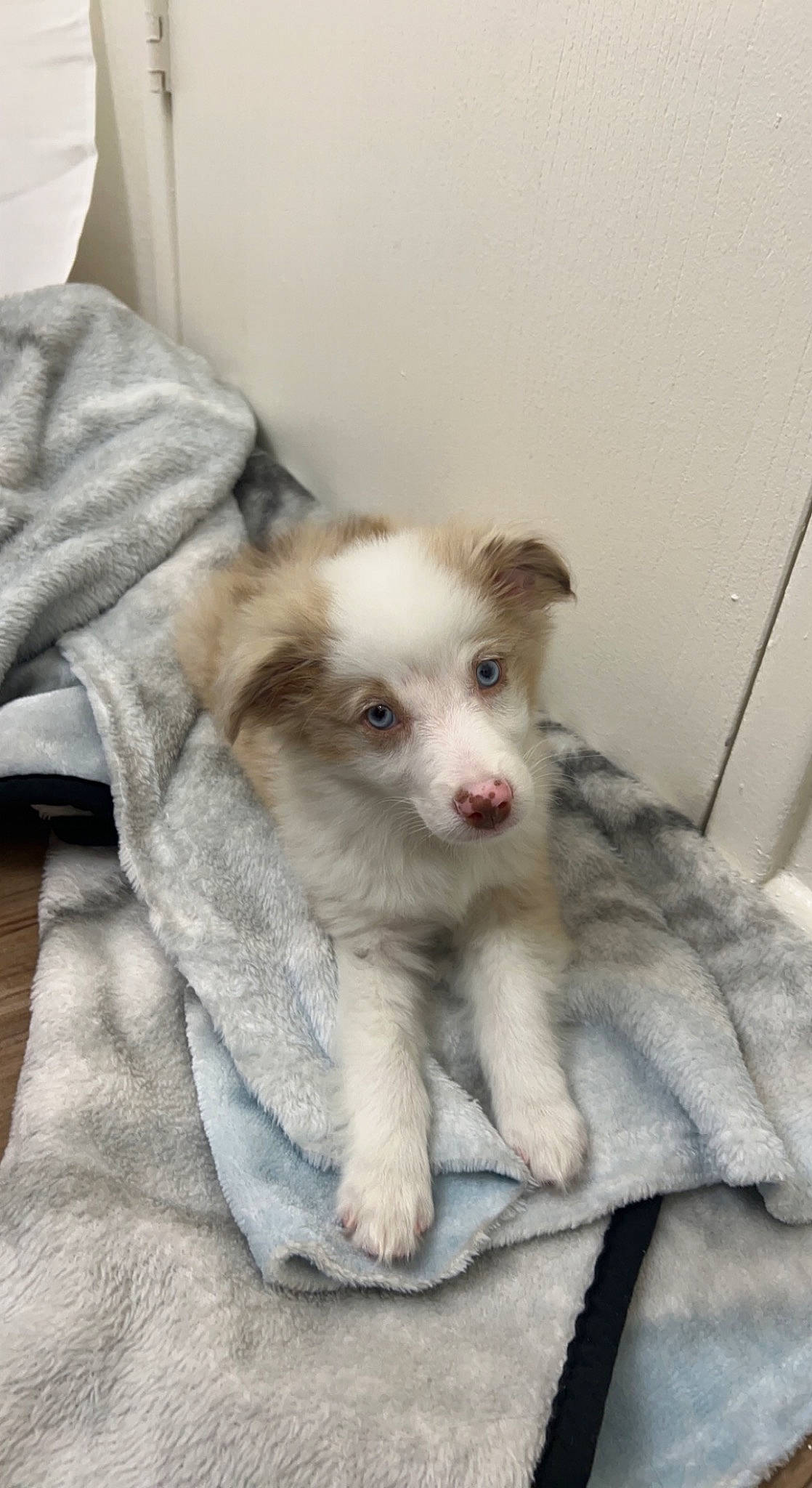 Cappuccino joined the competition — help win amazing prizes! canidae, carnivore, comfort, companion_dog, couch, dog, dog_breed, fawn, felidae, fur, non_sporting_group, paw, puppy, sporting_group, tail, terrestrial_animal, toy_dog, whiskers, working_animal