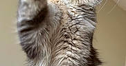 Euphoria a rejoint le concours — aidez-le/la à gagner de superbes lots ! cat, fluffy, paw, feline, pet, indoor, wood, fur, whiskers, ears, animal, mammal, cute, playful, looking_up, tabby, sitting, closeup, house, portrait