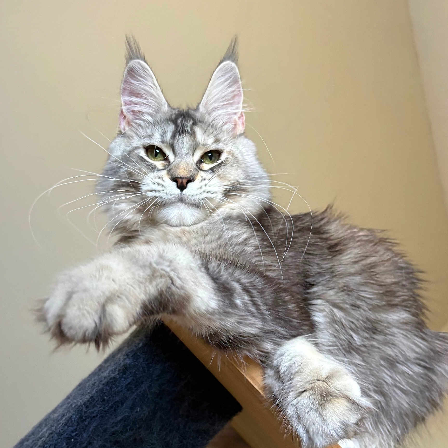 Euphoria a rejoint le concours — aidez-le/la à gagner de superbes lots ! cat, maine_coon, fluffy_fur, perch, relaxed, lounging, tufted_ears, whiskers, green_eyes, closeup, indoor, pet, animal, feline, portrait, soft_lighting, detailed_fur, focused, calm, house_pet