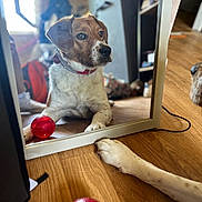Rocky participe au concours pour gagner de l'argent avec cette photo : dog, mirror, reflection, red_toy, paw, wooden_floor, indoor, pet, curious, collar, brown_and_white, playful, floor, animal, domestic_animal, looking, toy_ball, relaxed, furniture, home
