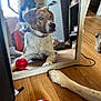 dog, mirror, reflection, red_toy, paw, wooden_floor, indoor, pet, curious, collar, brown_and_white, playful, floor, animal, domestic_animal, looking, toy_ball, relaxed, furniture, home