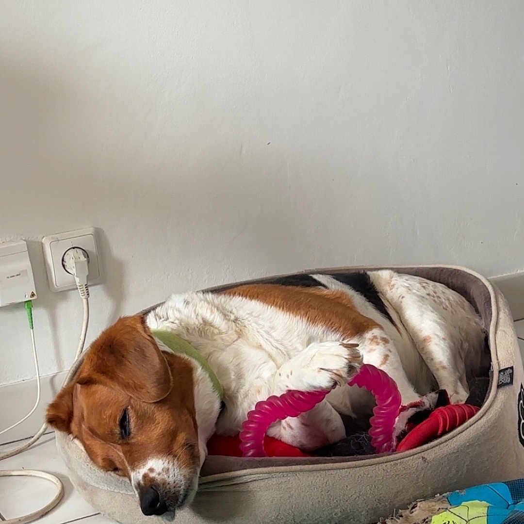 Rocky a rejoint le concours — aidez-le/la à gagner de superbes lots ! blue_toy, brown_and_white, calm, canine, chew_toy, cozy, dog, domestic, floor, green_mat, home, indoor, paw, pet_bed, power_socket, relaxed, resting, sleeping, toy, white_wall