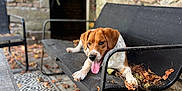 Rocky a rejoint le concours — aidez-le/la à gagner de superbes lots ! dog, bench, leaves, outdoor, stone_wall, metal_bench, tongue_out, patterned_rug, floor, resting, pet, animal, fall, nature, relaxing, seat, canine, daylight, playful, tongue