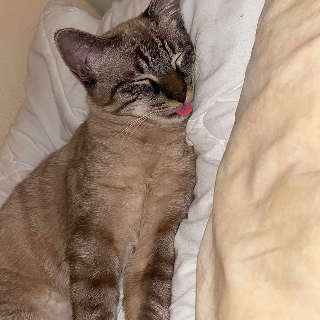 Loki