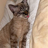 Loki is registered to the contest to win money with this photo: animal, bed, cat, cozy, cute, domestic_animal, ears, feline, fur, indoor, mammal, pet, pillow, relaxed, resting, sleeping, striped, tabby, tongue_out, whiskers