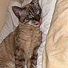 animal, bed, cat, cozy, cute, domestic_animal, ears, feline, fur, indoor, mammal, pet, pillow, relaxed, resting, sleeping, striped, tabby, tongue_out, whiskers