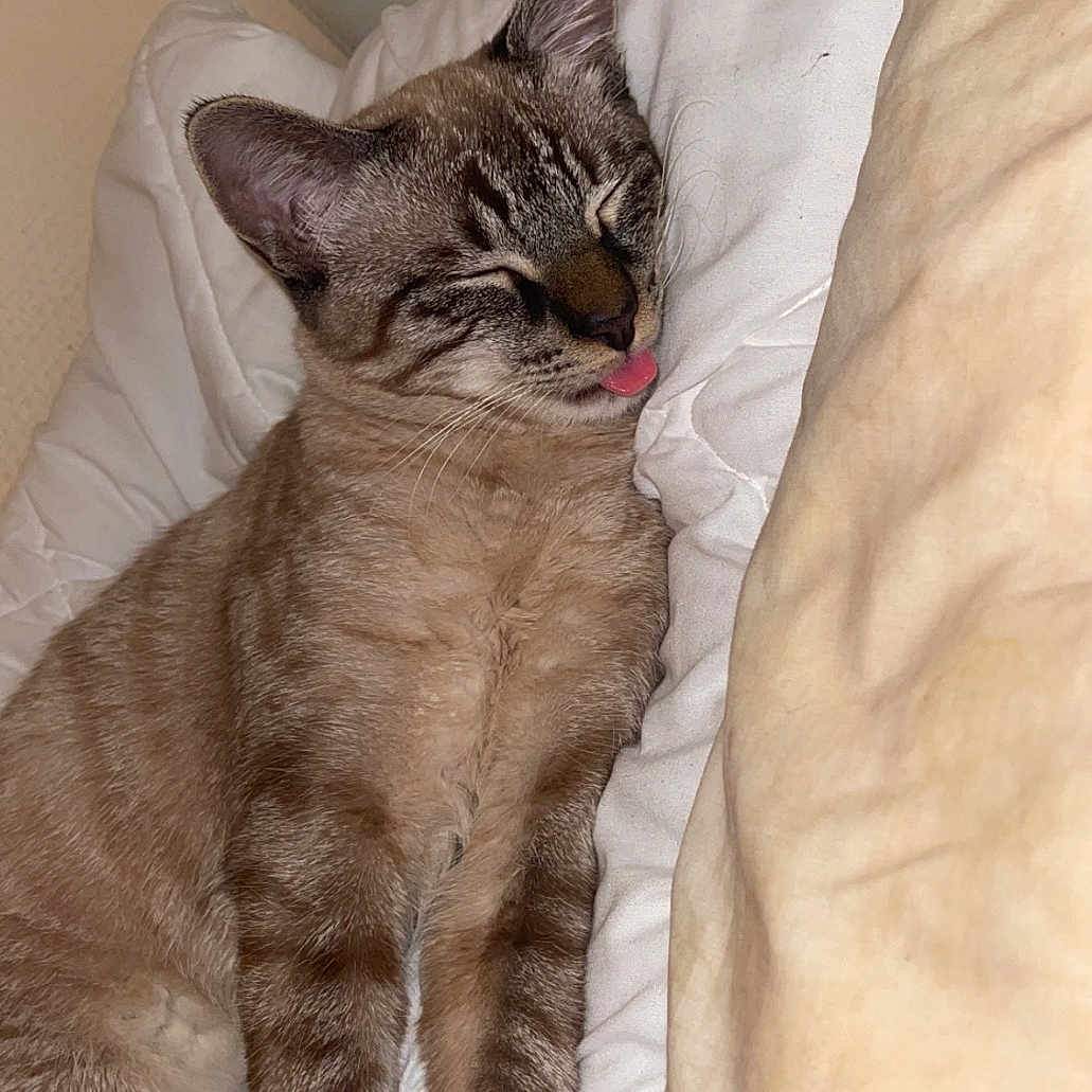 Loki