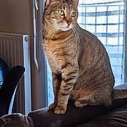 Stitch participe au concours pour gagner de l'argent avec cette photo : cat, tabby_cat, indoor, couch, window, curtains, blinds, radiator, chair, furniture, pet, feline, domestic_cat, sitting, looking_away, brown, striped, whiskers, ears, natural_light