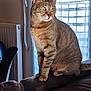 cat, tabby_cat, indoor, couch, window, curtains, blinds, radiator, chair, furniture, pet, feline, domestic_cat, sitting, looking_away, brown, striped, whiskers, ears, natural_light