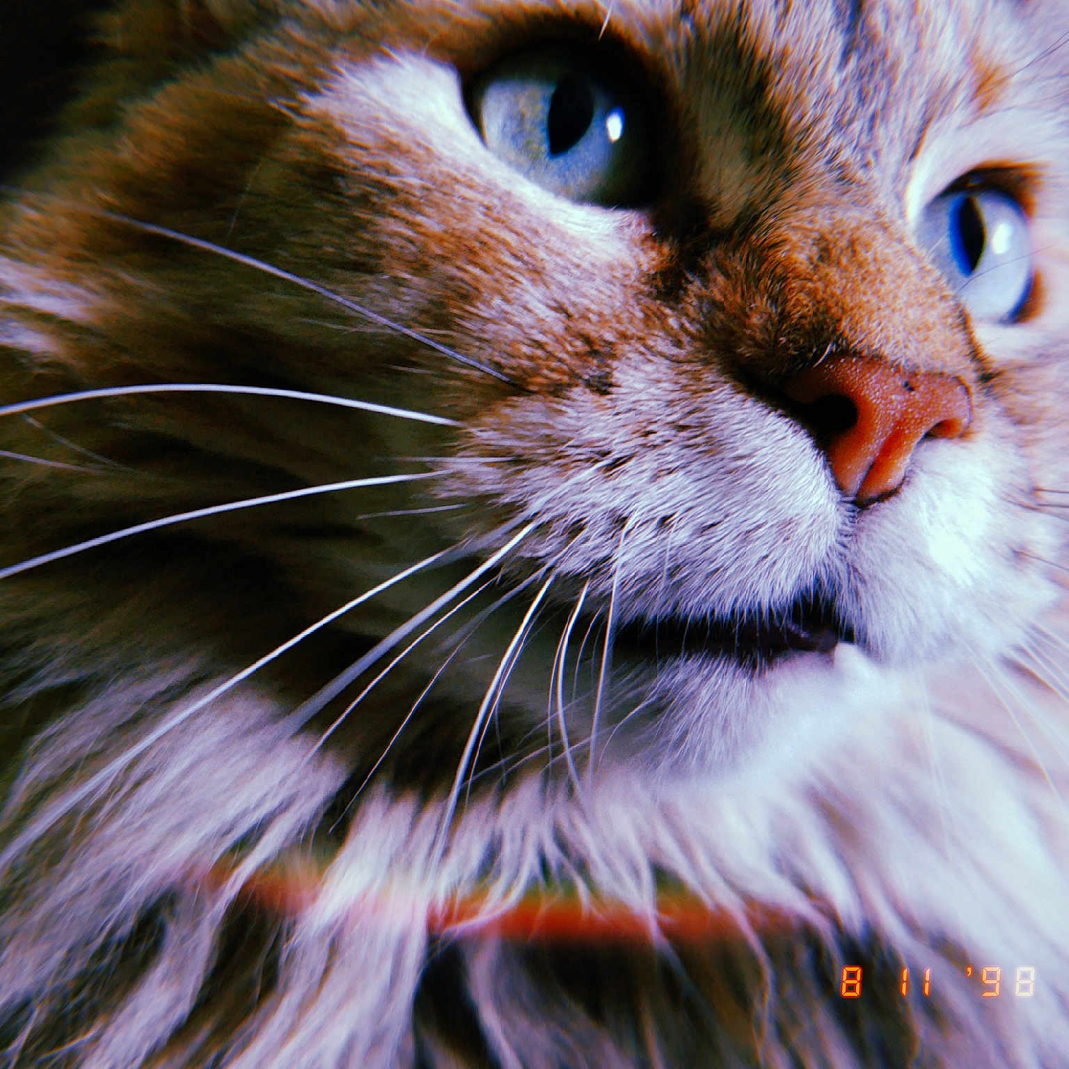 P.k. joined the competition — help win amazing prizes! carnivoran, cat, cat_like_mammal, close_up, domestic_short_haired_cat, eye, fang, fauna, fur, kitten, macro_photography, mammal, nose, organ, organism, small_to_medium_sized_cats, snout, whiskers, wild_cat, wildlife