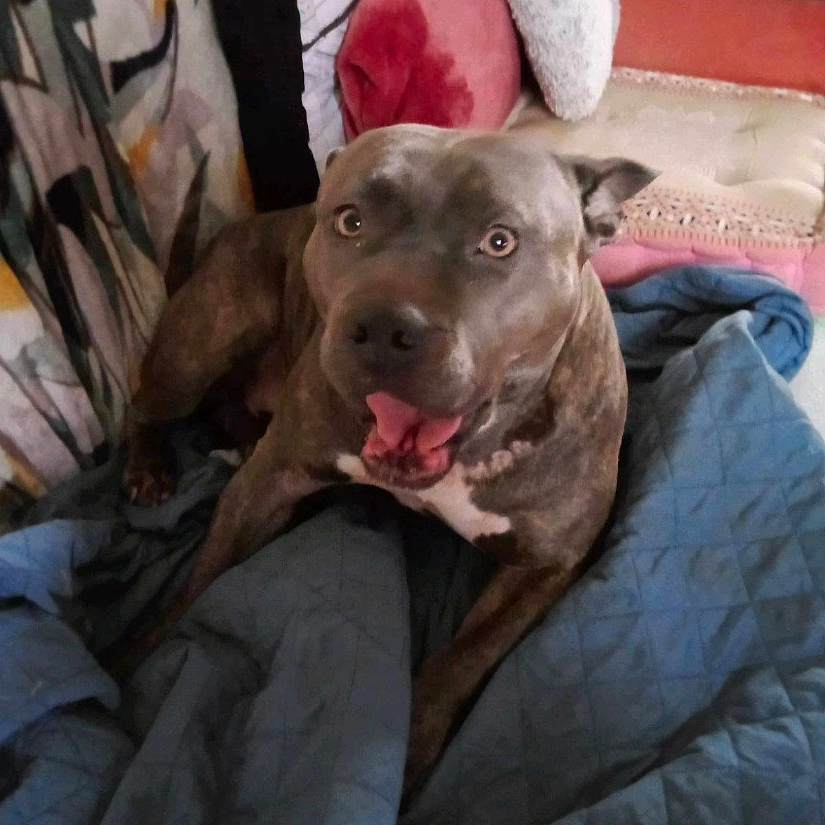 Zina a rejoint le concours — aidez-le/la à gagner de superbes lots ! animal, bed, blanket, bulldog, canine, couch, cushion, dog, face, furniture, head, homedecor, indoors, person, pet, photography, pitbull, portrait, puppy, quilt