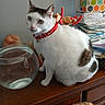 animal, cat, christmas, colorful_curtain, fishbowl, green_eyes, holiday, home, indoor, paperwork, pet, portrait, red_collar, reindeer_collar, sitting, tabby_cat, table, whiskers, white_cat, wooden_furniture