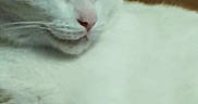 Diesel participe au concours pour gagner de l'argent avec cette photo : cat, close_up, closed_eyes, couch, cute, fluffy_fur, furniture, gray_markings, indoor, paws, pet, pink_nose, portrait, relaxed, resting, sleeping, sleepy, soft_surface, whiskers, white_cat