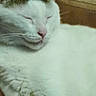 cat, close_up, closed_eyes, couch, cute, fluffy_fur, furniture, gray_markings, indoor, paws, pet, pink_nose, portrait, relaxed, resting, sleeping, sleepy, soft_surface, whiskers, white_cat
