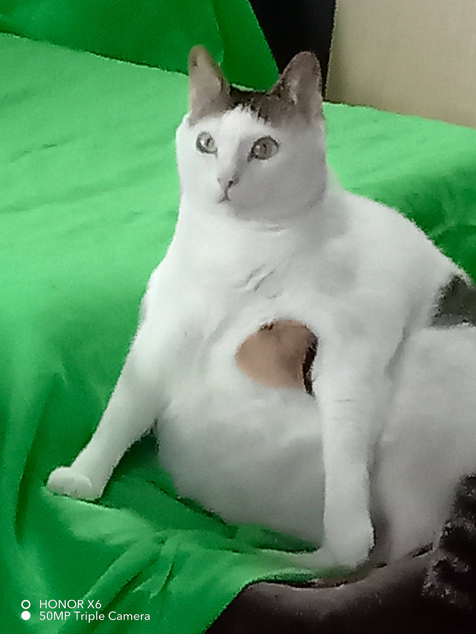 Diesel participe au concours pour gagner de l'argent avec cette photo : carnivore, cat, comfort, domestic_short_haired_cat, felidae, fur, grass, head, paw, sitting, small_to_medium_sized_cats, snout, tail, whiskers