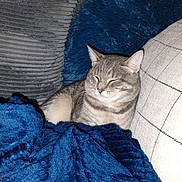 Brutus joined the competition — help win amazing prizes! cat, tabby_cat, couch, blanket, pillow, blue_blanket, gray_cushion, indoor, resting, sleeping_cat, pet, cozy, feline, fur, whiskers, relaxed, comfortable, home, soft_texture, nap