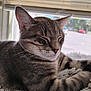 animal, blanket, cat, close_up, cozy, cute, domestic_animal, feline, fur, indoor, peaceful, pet, relaxation, resting, sleeping, soft_light, sunlight, tabby_cat, whiskers, window
