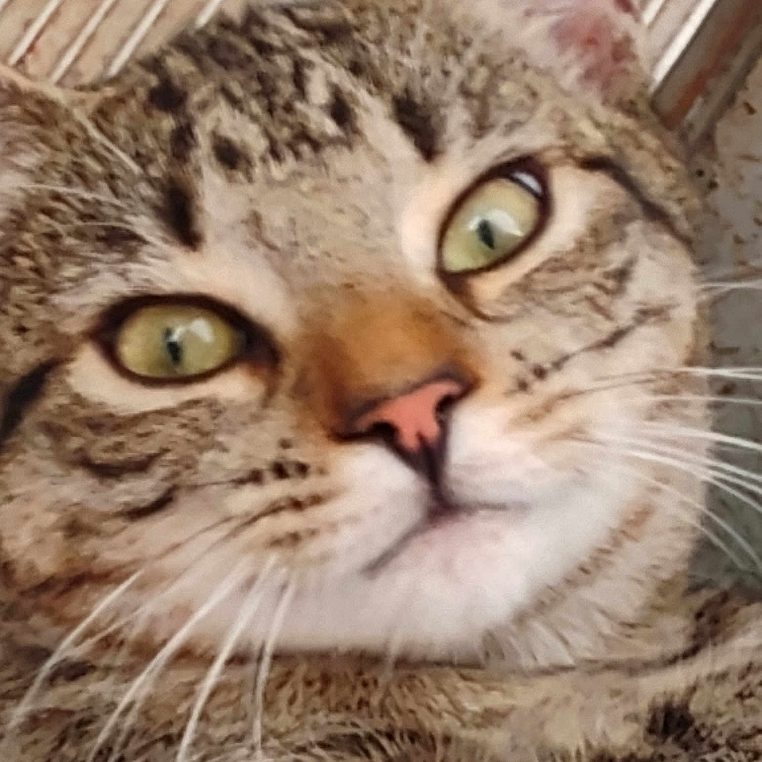 Rocky is registered to the contest to win money with this photo: animal, cat, close_up, cute, domestic_animal, ears, face, feline, fur, green_eyes, indoor, looking, lying_down, mammal, nose, pet, portrait, relaxed, tabby, whiskers