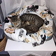 Rocky is registered to the contest to win money with this photo: animal, blanket, cat, comfort, cozy, cute, domestic, feline, fur, indoor, kitten, nestled, peaceful, pet_bed, resting, sleeping, striped, tabby_cat, white_cabinet, wooden_floor