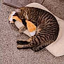 animal, brown_stripes, carpet, cat, cozy, cushion, cute, domestic, feline, furry, indoor, pet, pillow, plush_toy, relaxed, resting, scratching_post, sleeping, soft, tabby