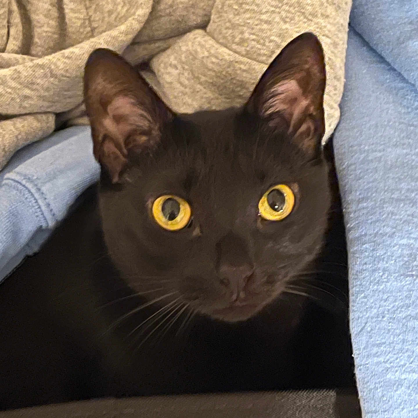 Salem is registered to the contest to win money with this photo: animal, black_cat, close_up, clothing, cozy, curious, cute, domestic, ears, fabric, feline, folded_clothes, home, indoor, pet, relaxation, resting, soft_texture, whiskers, yellow_eyes