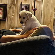 Liberty joined the competition — help win amazing prizes! armchair, casual, couch, cozy, dog, framed_picture, furniture, hand, home, indoor, lamp, leisure, living_room, person, pet, puppy, reclining, relaxation, white_dog, wood_paneling