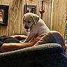 armchair, casual, couch, cozy, dog, framed_picture, furniture, hand, home, indoor, lamp, leisure, living_room, person, pet, puppy, reclining, relaxation, white_dog, wood_paneling