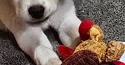 Liberty is registered to the contest to win money with this photo: animal, carpet, close_up, cute, dog, domestic_animal, front_paws, furry, indoor, laying_down, pet, pet_toy, playful, plush_toy, puppy, red_bow, soft_toy, toy, white_dog, young_dog