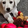Liberty is registered to the contest to win money with this photo: puppy, dog, white_dog, toy, plush_toy, red_bow, carpet, indoor, pet, animal, cute, young_dog, laying_down, close_up, front_paws, playful, soft_toy, pet_toy, domestic_animal, furry