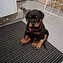 puppy, rottweiler, dog, indoor, striped_mat, floor, collar, pet, animal, sitting, shoes, drying_rack, home, cute, young_dog, black_and_tan, tile_floor, furniture, domestic, pet_accessory