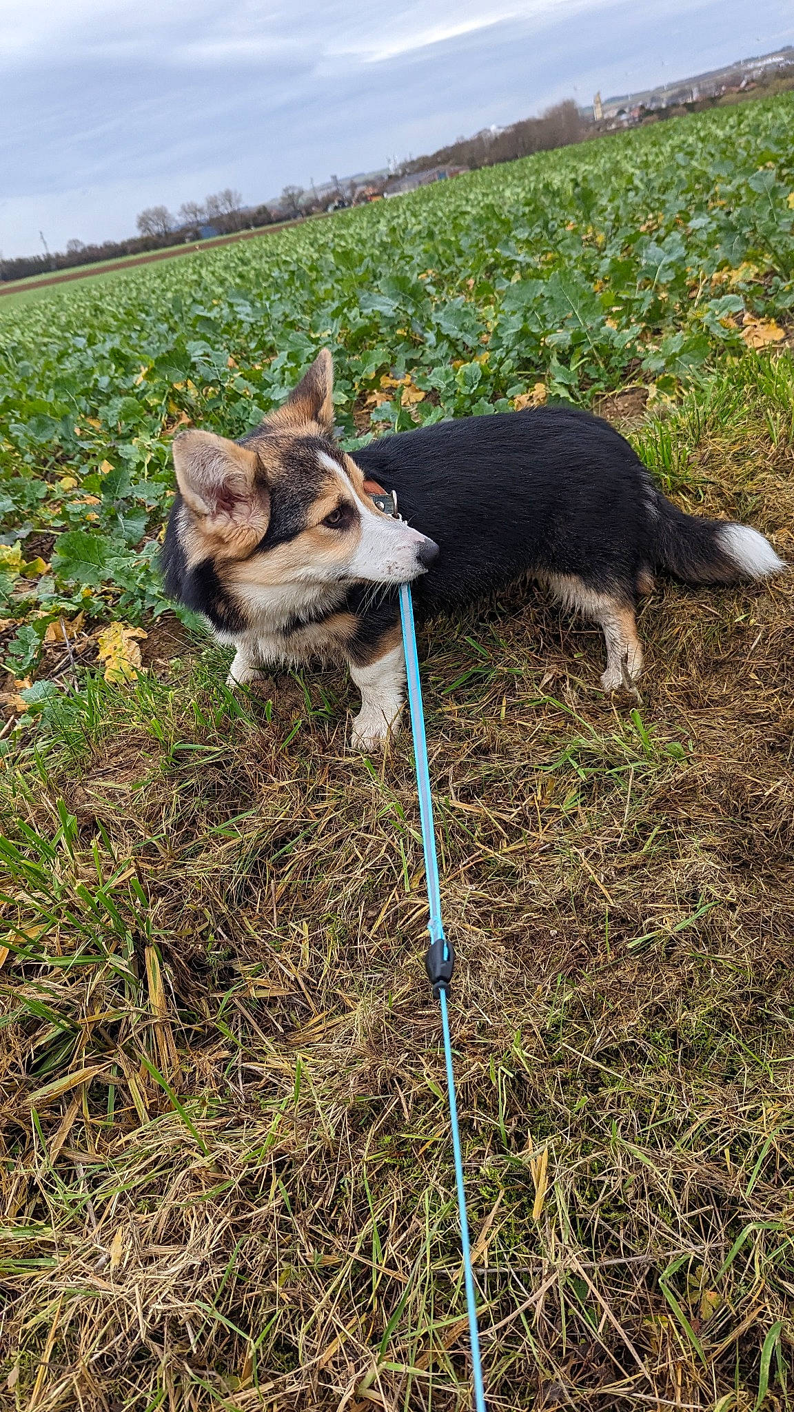 Queen a rejoint le concours — aidez-le/la à gagner de superbes lots ! australian_cattle_dog, canidae, carnivore, collar, companion_dog, corn_on_the_cob, dog, dog_breed, fawn, grass, grassland, plant, sky, snout, soil, sporting_group, tail, terrier, vertebrate, wildlife