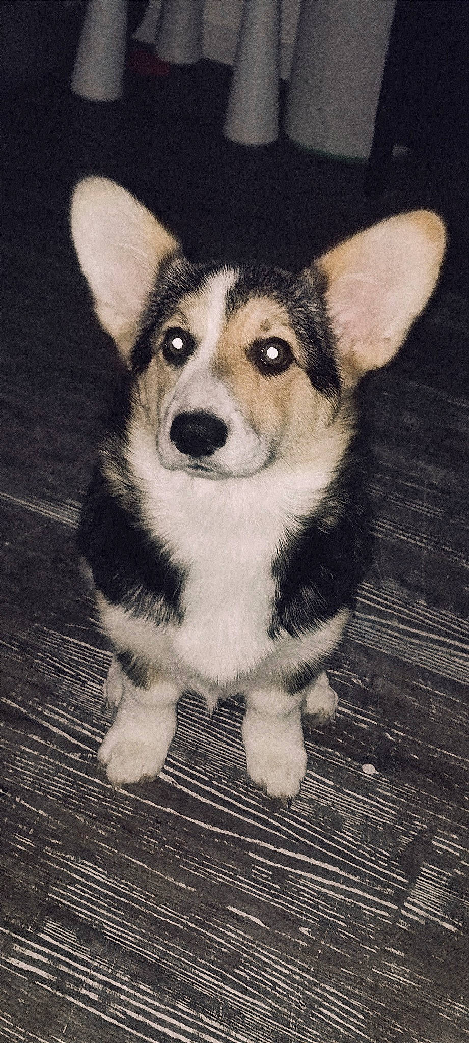 Queen a rejoint le concours — aidez-le/la à gagner de superbes lots ! ancient_dog_breeds, canidae, canis, carnivore, companion_dog, dog, dog_breed, fur, monochrome, monochrome_photography, non_sporting_group, sled_dog, snout, sporting_group, terrestrial_animal, whiskers, wildlife, wood, working_animal, working_dog