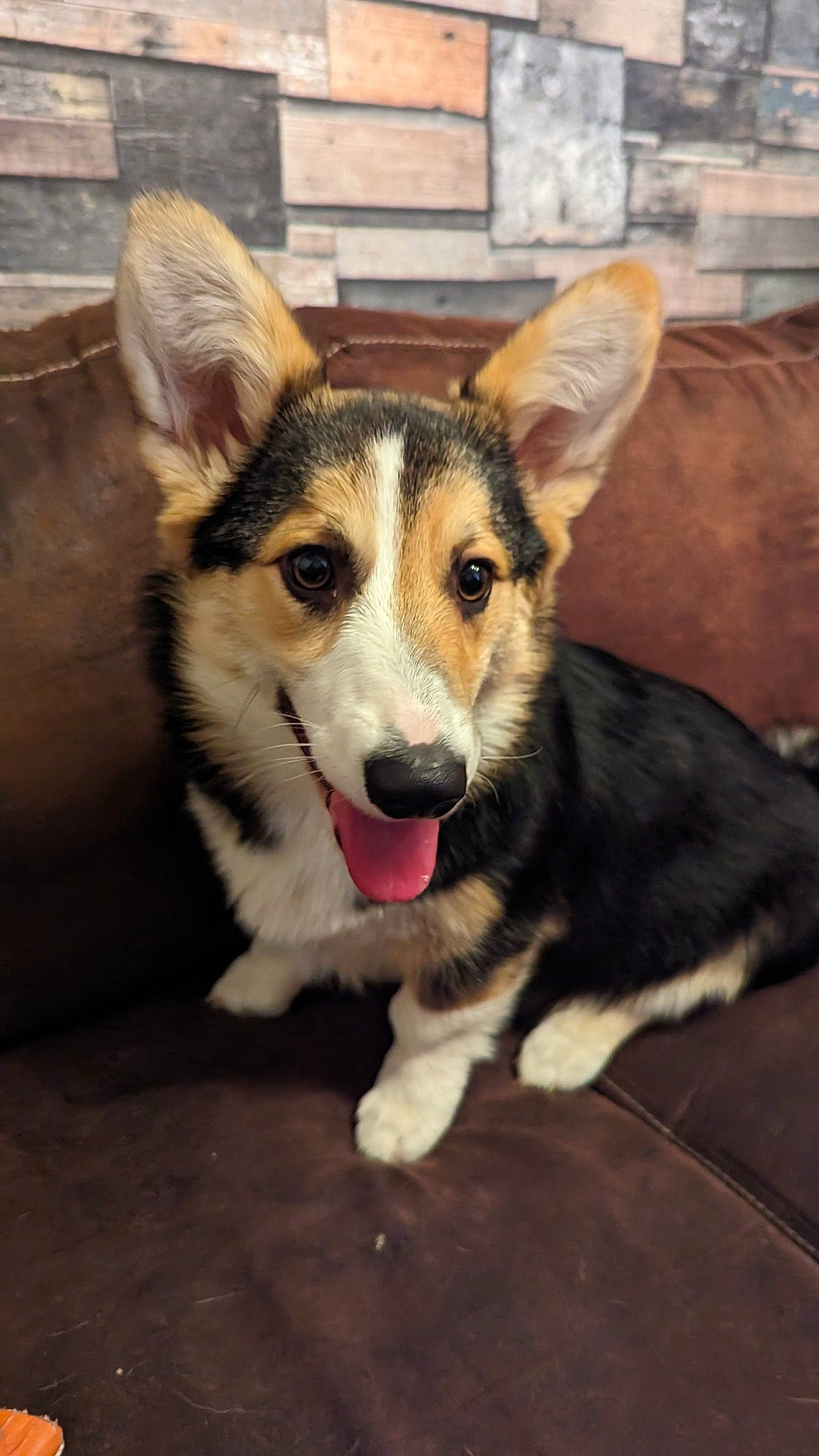 Queen a rejoint le concours — aidez-le/la à gagner de superbes lots ! ancient_dog_breeds, canidae, carnivore, companion_dog, dog, dog_breed, eye, foot, fur, sled_dog, snout, sporting_group, tail, terrestrial_animal, whiskers, working_animal, working_dog