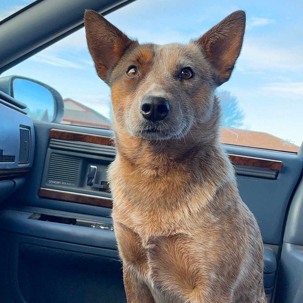 Annie is registered to the contest to win money with this photo: alloywheel, animal, architecture, building, canine, car, carwheel, dog, husky, machine, outdoors, pet, puppy, shelter, spoke, suv, tire, transportation, vehicle, wheel