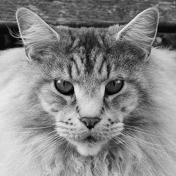 Jazz participe au concours pour gagner de l'argent avec cette photo : cat, fluffy, close_up, black_and_white, animal, pet, feline, portrait, outdoor, bench, fur, whiskers, ears, intense_look, nature, texture, monochrome, wildlife, cute, domestic_animal
