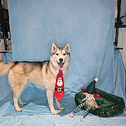 Tumit a rejoint le concours — aidez-le/la à gagner de superbes lots ! dog, husky, tie, christmas, holiday, festive, indoor, studio, backdrop, plush_toy, reindeer, pet_bed, floor, tile, door, smiling, animal, canine, decor, portrait