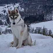 Taipale a rejoint le concours — aidez-le/la à gagner de superbes lots ! dog, husky, puppy, snow, winter, outdoor, animal, nature, forest, hill, cold, fur, pet, canine, landscape, tree, quiet, sitting, cute, young