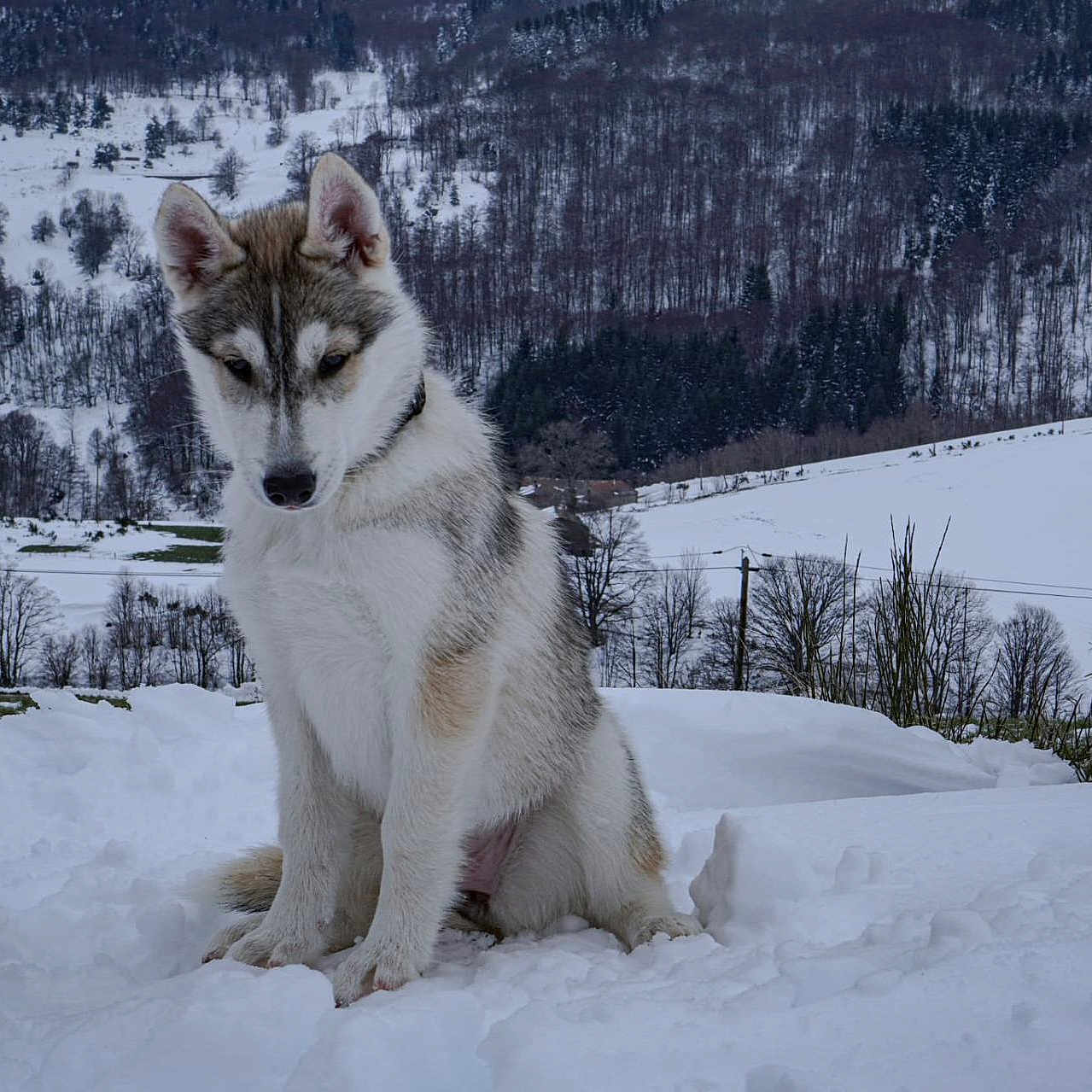 Taipale a rejoint le concours — aidez-le/la à gagner de superbes lots ! animal, canine, cold, cute, dog, forest, fur, hill, husky, landscape, nature, outdoor, pet, puppy, quiet, sitting, snow, tree, winter, young