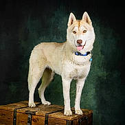 Reki a rejoint le concours — aidez-le/la à gagner de superbes lots ! dog, husky, animal, pet, standing, wooden_chest, collar, tongue_out, indoor, studio, portrait, fur, ears, canine, cute, alert, looking_at_camera, brown_eyes, mammal, domestic_animal