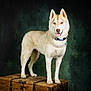 dog, husky, animal, pet, standing, wooden_chest, collar, tongue_out, indoor, studio, portrait, fur, ears, canine, cute, alert, looking_at_camera, brown_eyes, mammal, domestic_animal