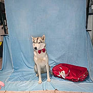 Upéa participe au concours pour gagner de l'argent avec cette photo : dog, bow_tie, pet_bed, blue_backdrop, indoor, tile_floor, hand, person, holiday_theme, red, white, brown, door, window, furniture, animal, pet, portrait, sitting, treat