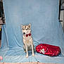 dog, bow_tie, pet_bed, blue_backdrop, indoor, tile_floor, hand, person, holiday_theme, red, white, brown, door, window, furniture, animal, pet, portrait, sitting, treat