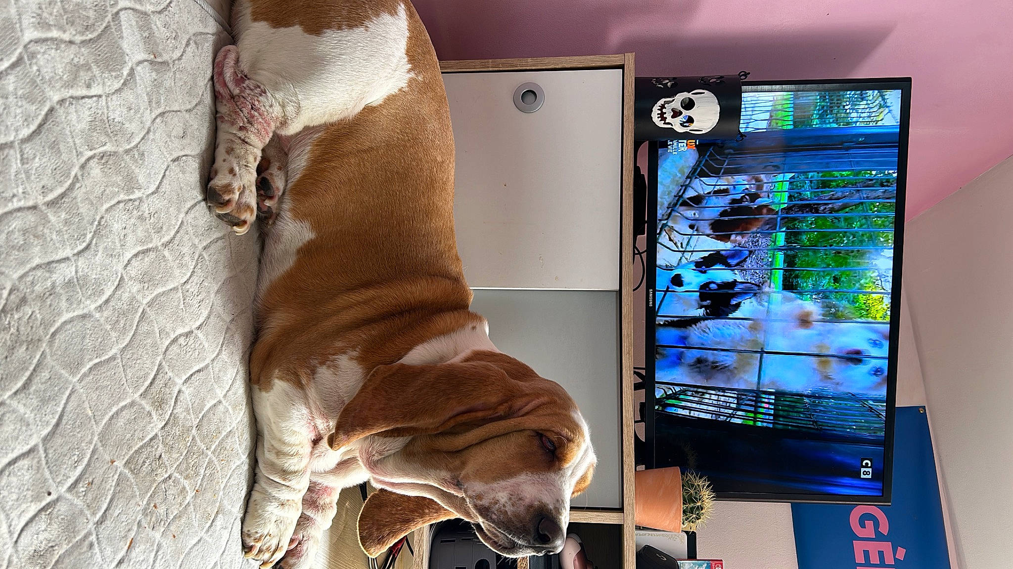 Sallie participe au concours pour gagner de l'argent avec cette photo : carnivore, comfort, communication_device, companion_dog, display_device, dog, dog_breed, dog_supply, fawn, felidae, flat_panel_display, gadget, hardwood, liver, output_device, snout, tail, television_set, wood, working_animal