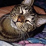 Biscuit is registered to the contest to win money with this photo: animal, blanket, cat, close_up, comfort, cozy, cute, domestic_animal, ears, feline, fur, human_arm, indoor, muzzle, pet, relaxation, resting, sleeping, tabby, whiskers