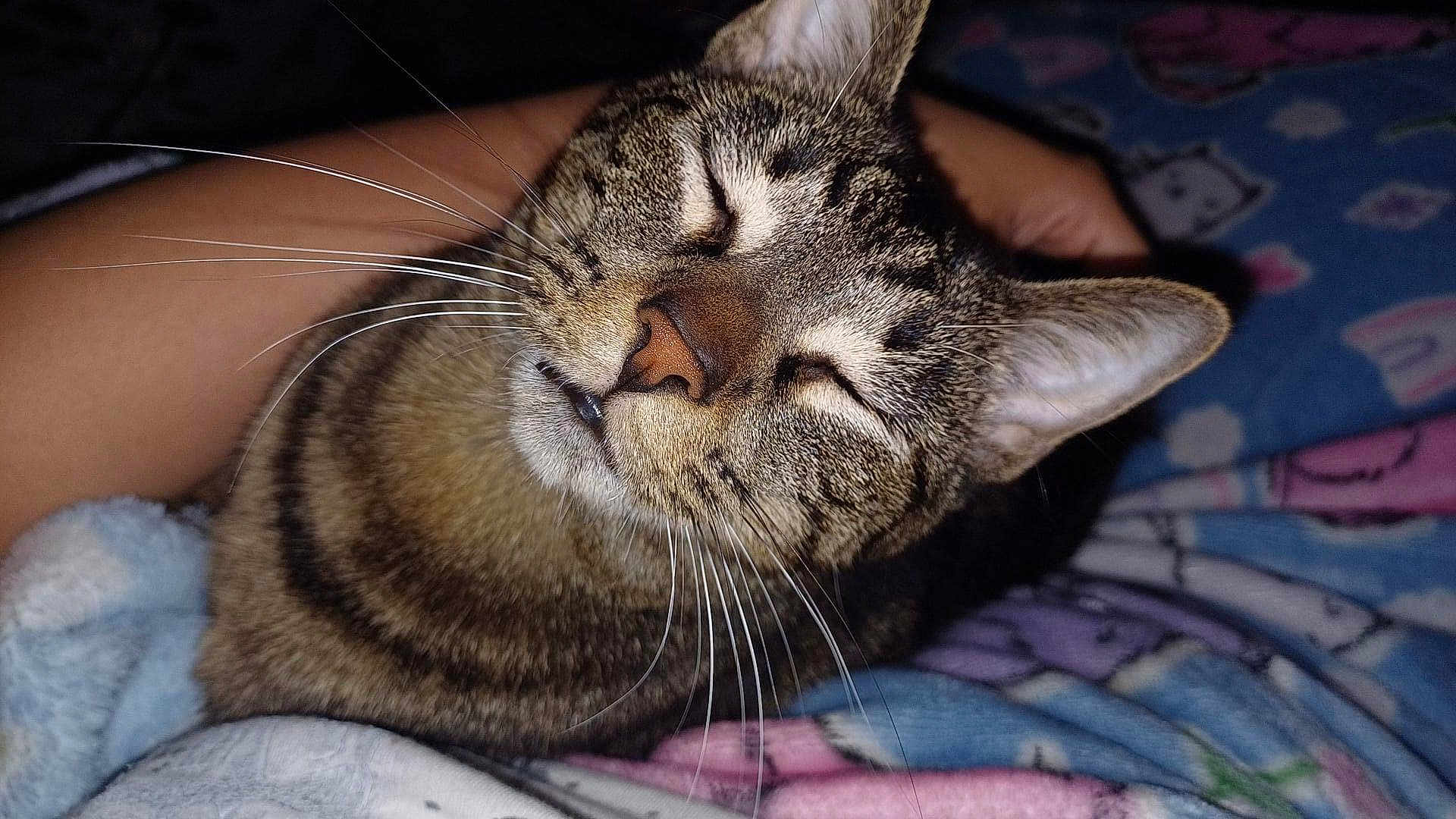 Biscuit